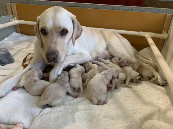 ウェルシーと子犬たち